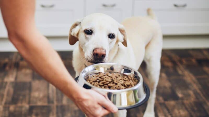 מזון בריא לכלבים